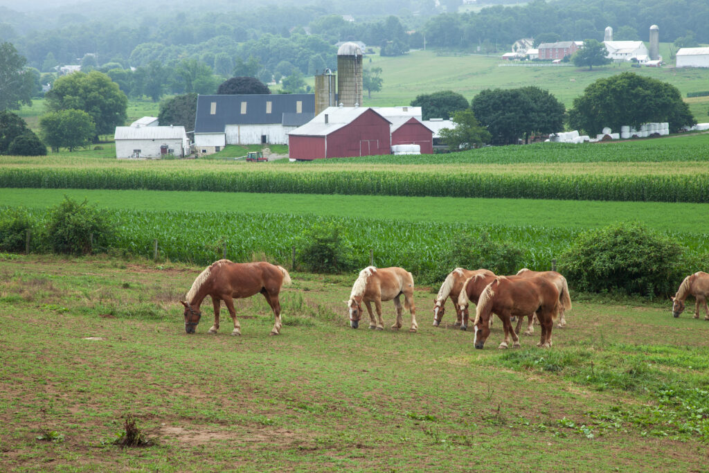 barn horse field 